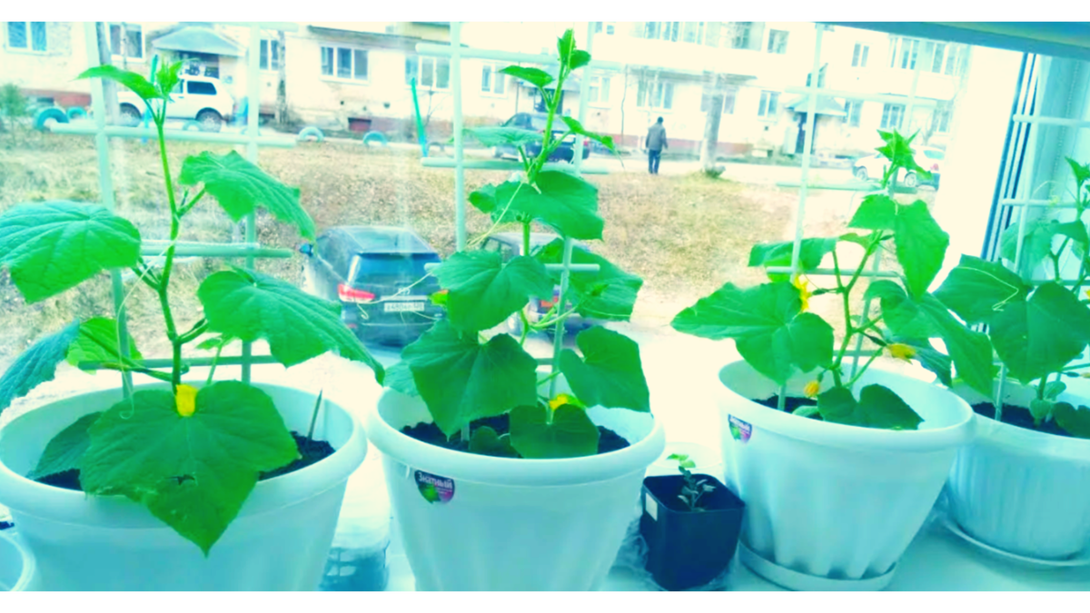 4 горшка с огурцами