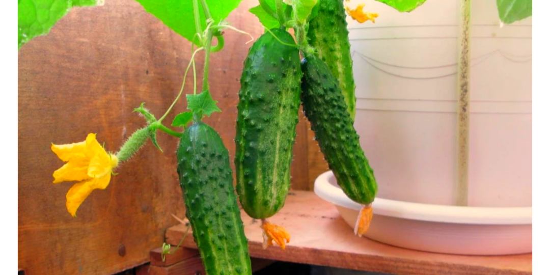 Мой подоконник кормит семью: как получить 8 кг огурцов без хлопот. Секрет ноябрьского посева