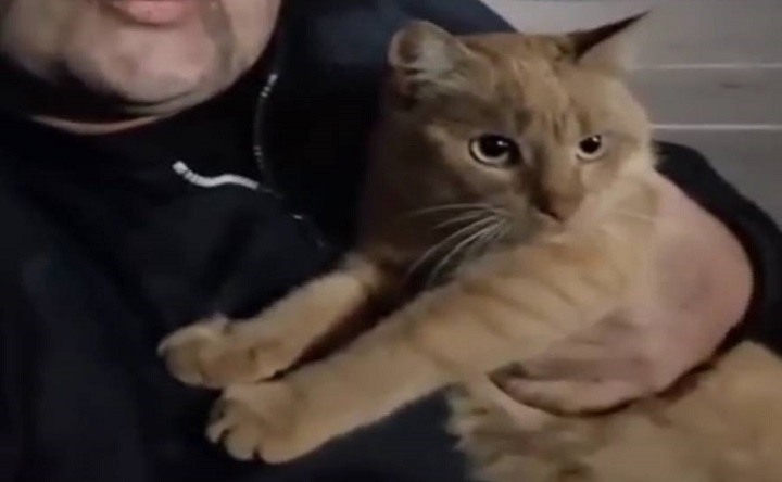 Дальнобойщик нашёл своего кота в Ростовской области спустя два года после пропажи