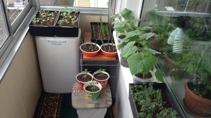 Источник: https://www.kbpravda.ru/node/41598