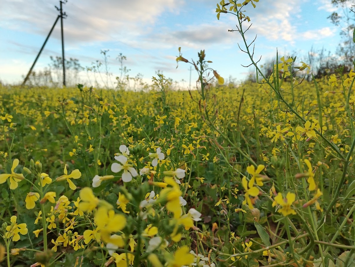 В Беларуси в октябре зацвел рапс