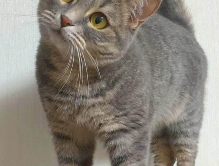 Хлою подкинули к столовой