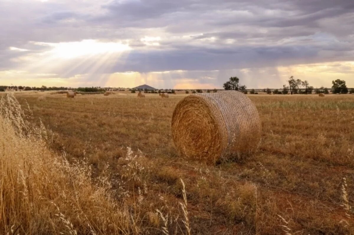    500 гектаров брошенных земель возвращены астраханскому муниципалитету