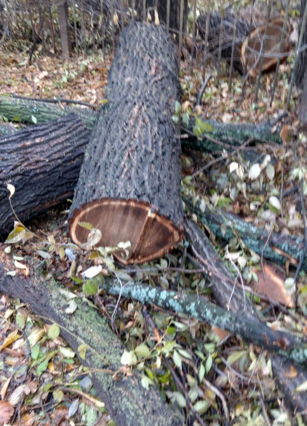 Фото немного не в фокусе, потому что торопилась отправить сообщение.