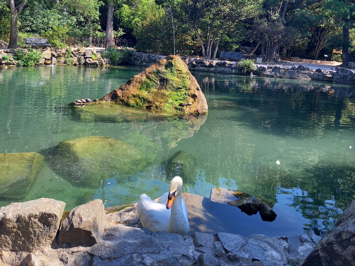 Лебединое озеро в Воронцовском парке