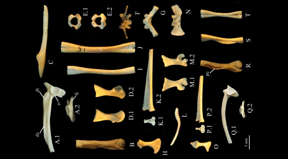   Zhe Zhang et al. / Journal of Archaeological Science: Reports, 2025