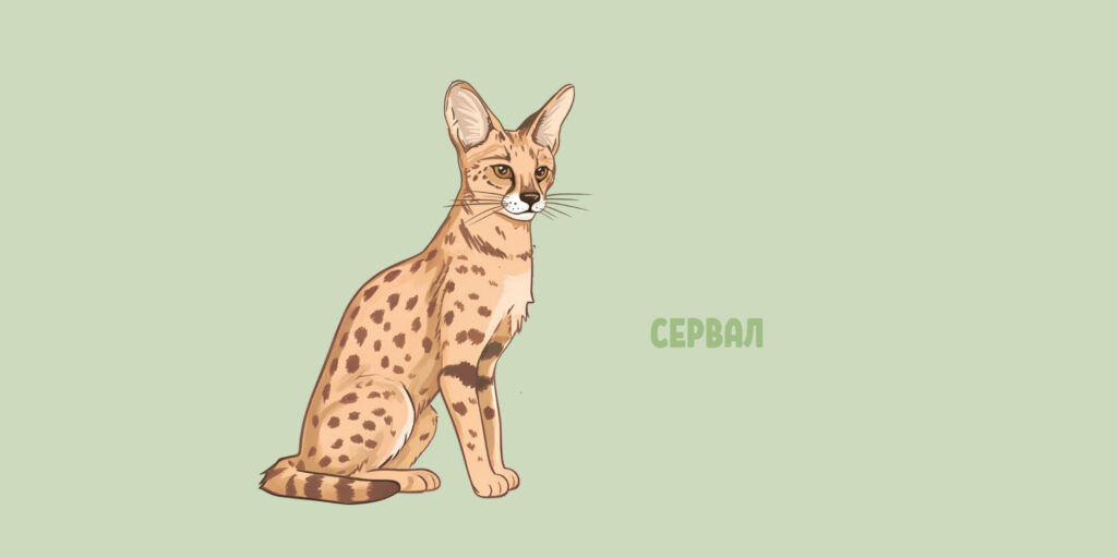 Сервал (лат. Leptailurus serval)
