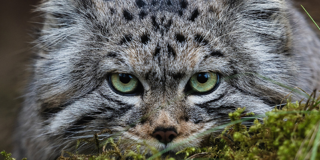 КАК МАНУЛ ГОТОВИТСЯ К ЗИМЕ