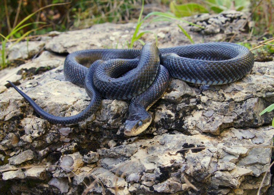    Shutterstock/FOTODOM