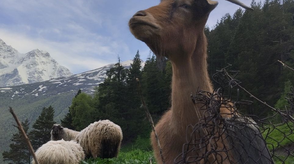 Приэльбрусье 2024. Село Терскол. Вперёд и вверх.