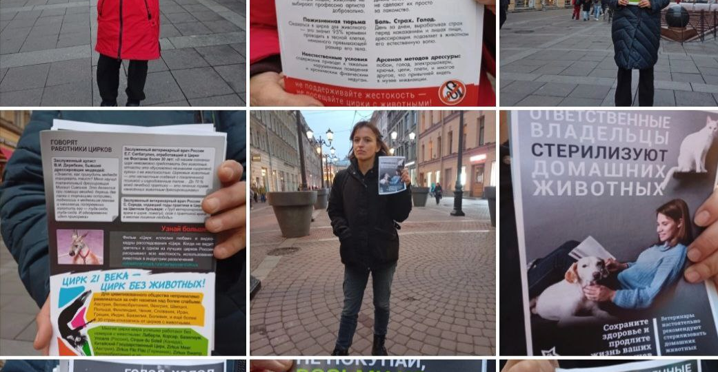 И снова о цирках