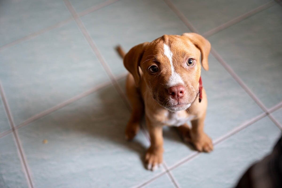 Щенок — как маленький ребенок. Ему нужно много внимания и любви, а вам — много терпения. Источник: YuenSiuTien / Shutterstock / FOTODOM📷
