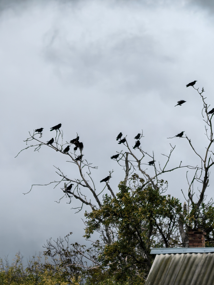 Клювы все по ветру