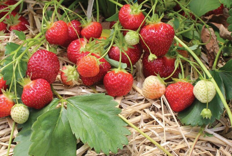 10 растений, которые я больше никогда не посажу у себя на даче: намучалась с ними от души