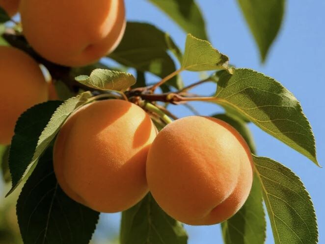 🍑 Можно ли вырастить абрикос под Москвой из косточки: опыт и советы садоводов