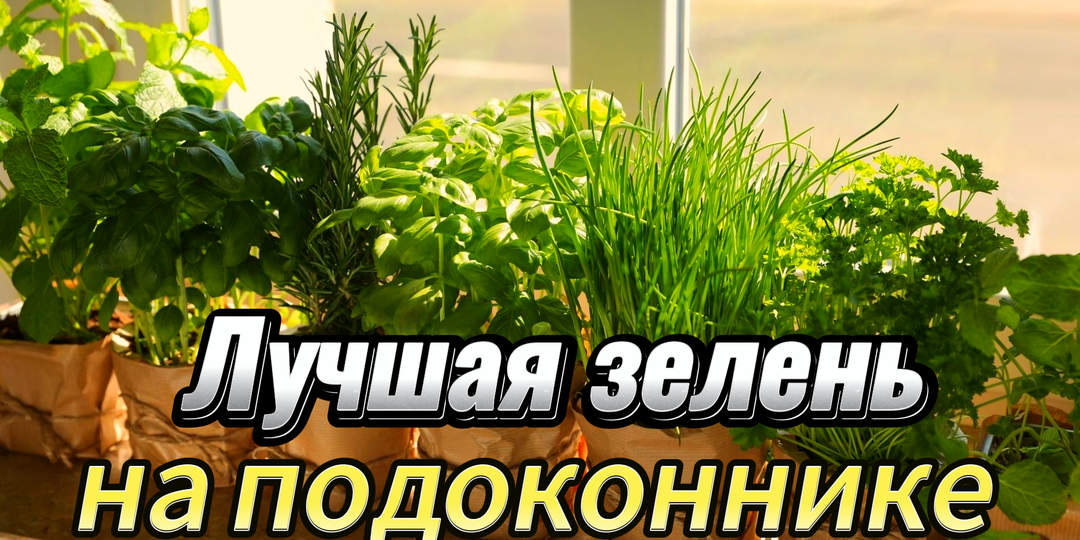 От лука до розмарина: мой огород на подоконнике кормит семью зимой