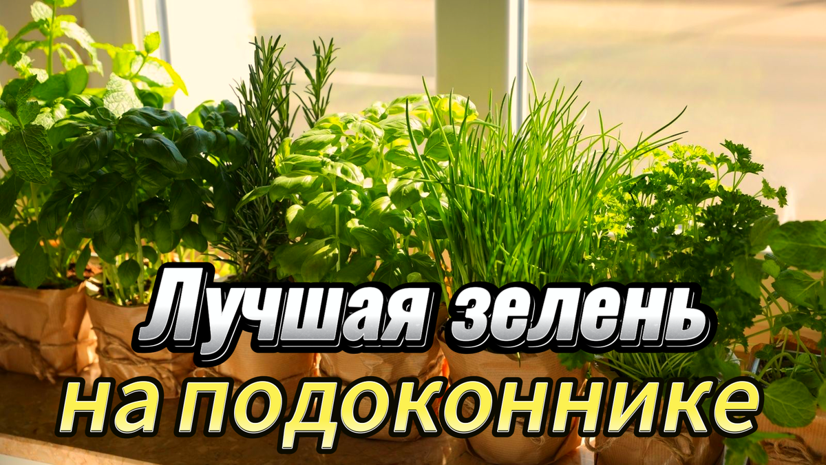 какую зелень лучше выращивать на подоконнике