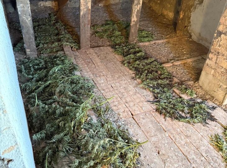 Почти 4 кг конопли вырастил житель Сакского района