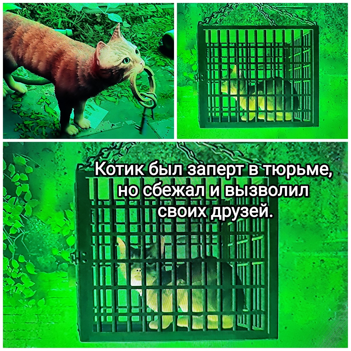 На фото обработанные мной скрины из игры "Stray", 2020г., разработчик BlueTwelve Studio, издатель Annapurna Interactive. Скрины собраны в коллаж, который демонстрирует общий визуальный фон игры и описываемые в статье факты, для визуального ознакомления, а так же для оценки плюсов и минусов в этом направлении. Подробнее об игре рассказано ниже в статье. Все материалы размещены исключительно в информационных целях.