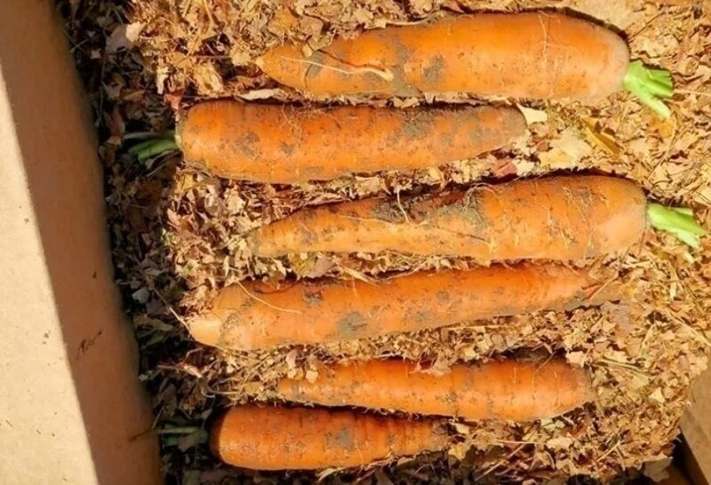 морковь в хвойных опилках и в хвойном опаде