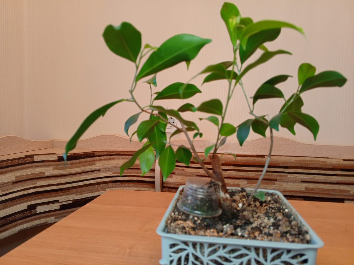 Вот такой он у меня.