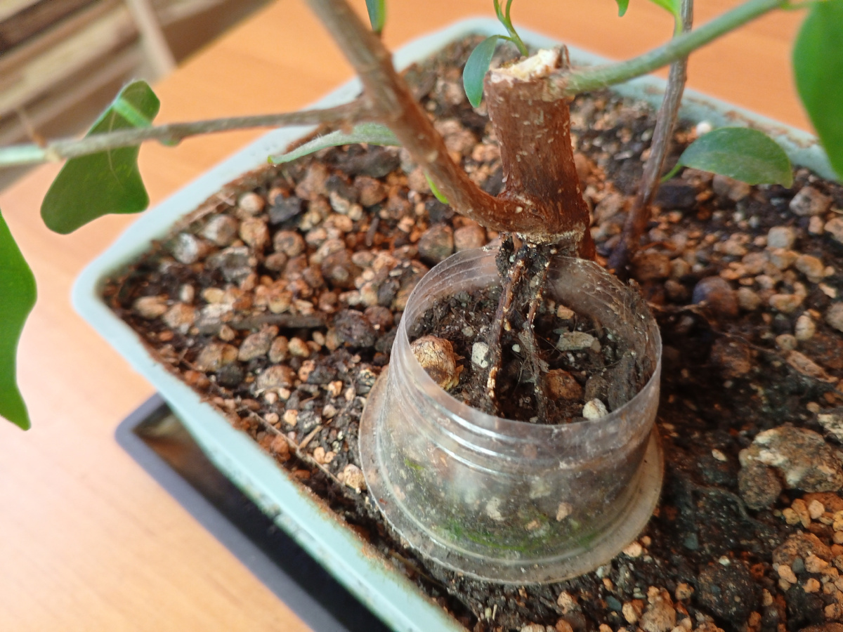 Вот так наращивала корни