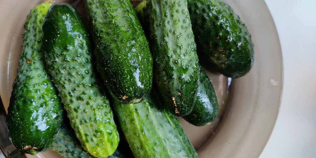 Как вырастить огурцы к Новому году. Полный гид для смелых цветоводов. Огород на окне