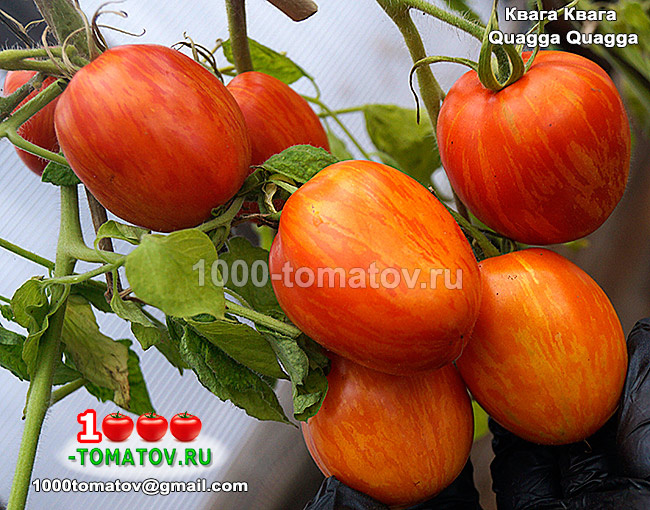 Томат  Квага Квага  Quagga Quagga фото 1