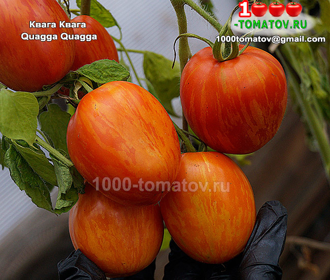 Томат  Квага Квага  Quagga Quagga фото 2
