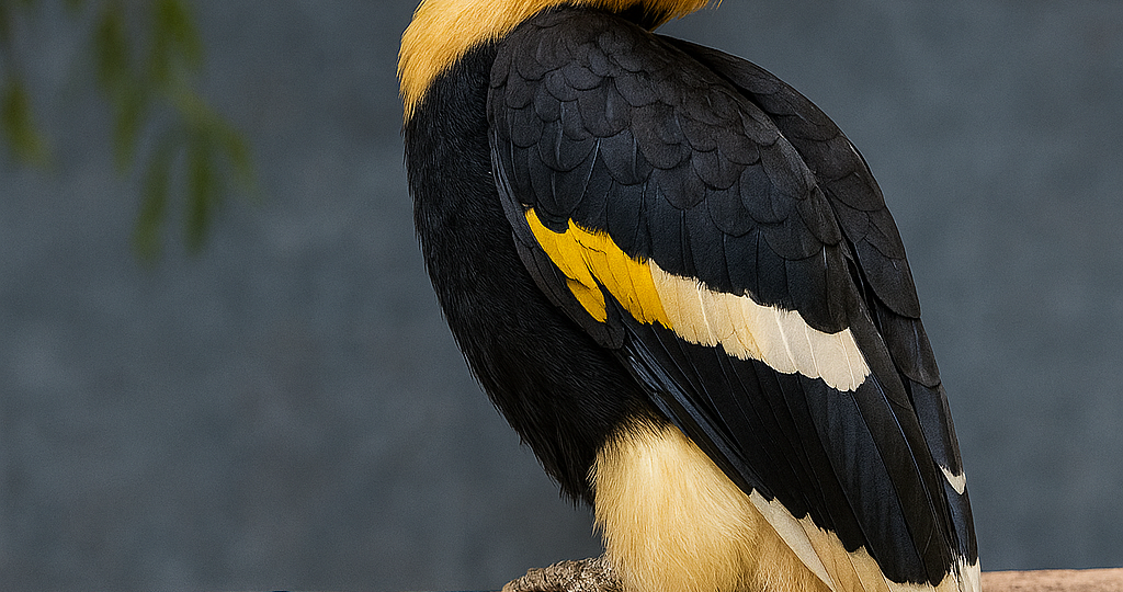 Хвосты, крылья и панцири в городских приключениях