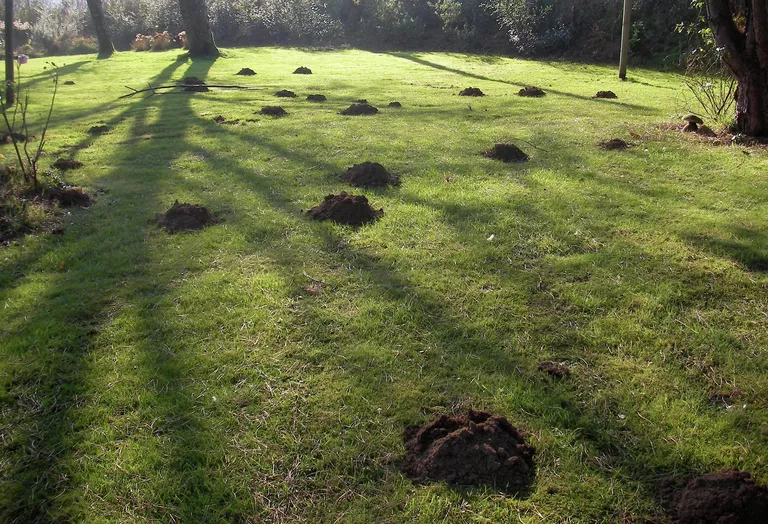 Вот такая "красота" - сплошное расстройство для садовода.