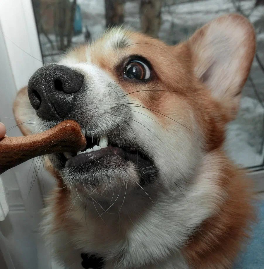 Контроль качества. Всё по ГОСТу — Гав Обязательно Съесть Тыкву