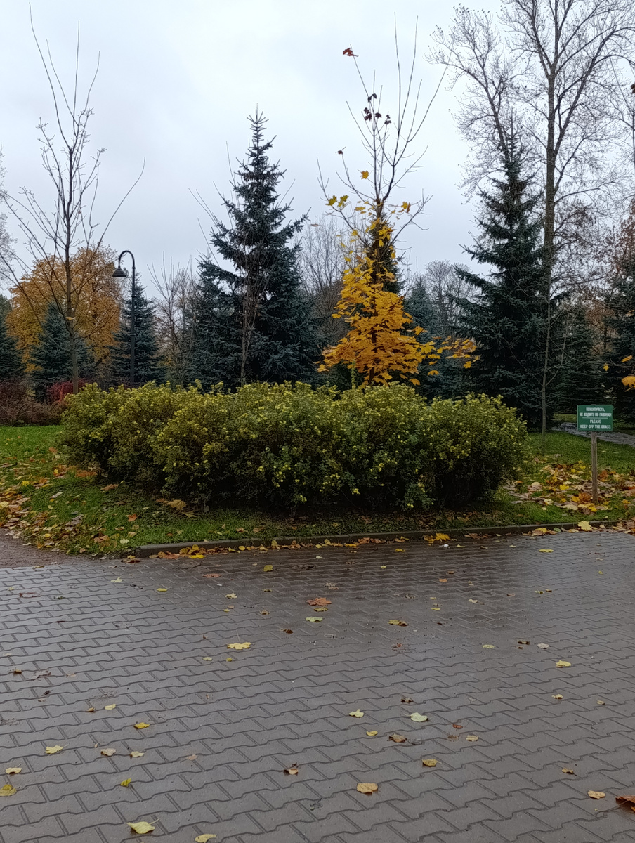 Мы никак не могли пройти мимо такой осенней красоты, да и мужу ходить полезно. Нас не остановил даже накрапывающий дождик). 