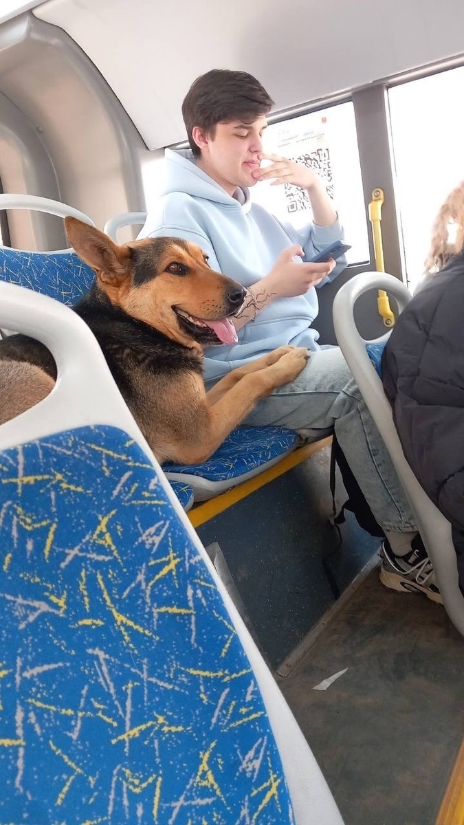 Бездомная Тора каталась в автобусах