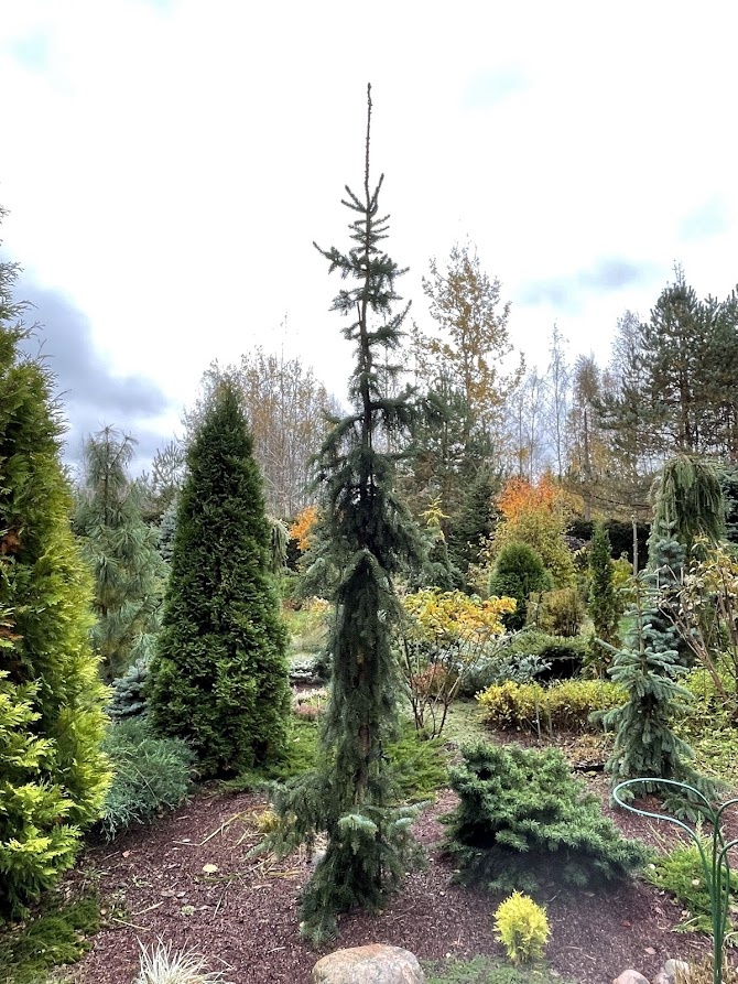 Picea omorika Pendula Bruns