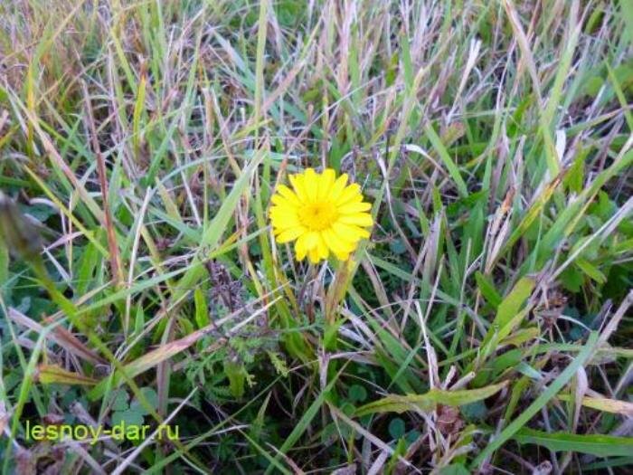 Пупавка красильная (фото с блога "Лесная кладовая")