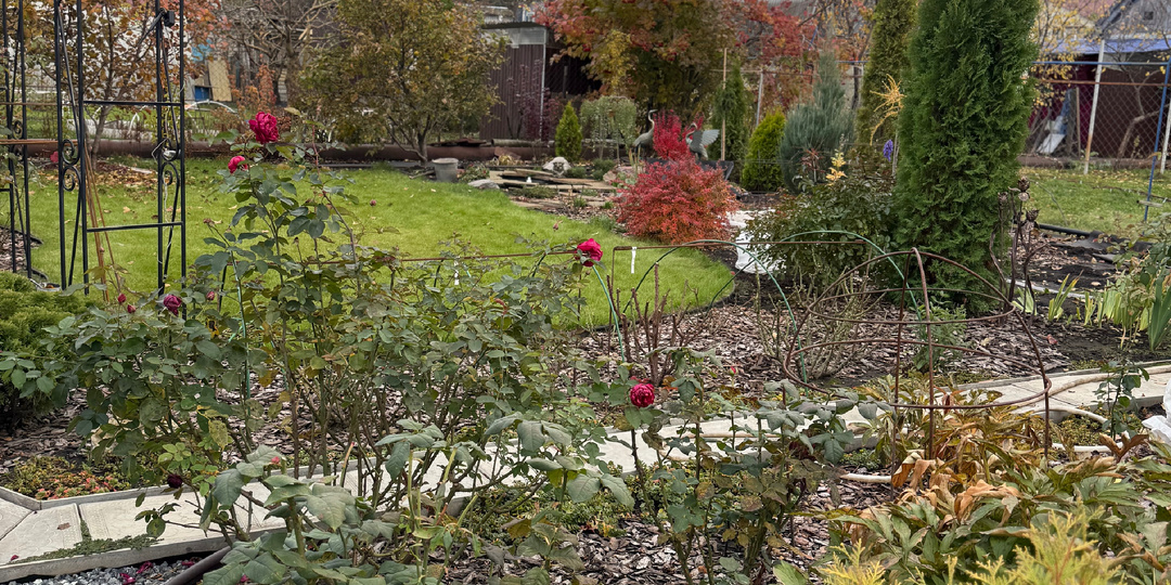 Октябрь в саду. Укрытия роз.