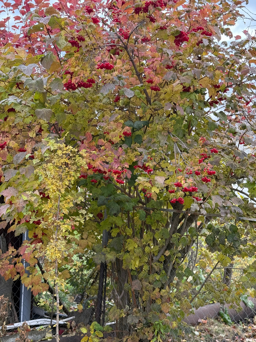 Октябрьский пейзаж 