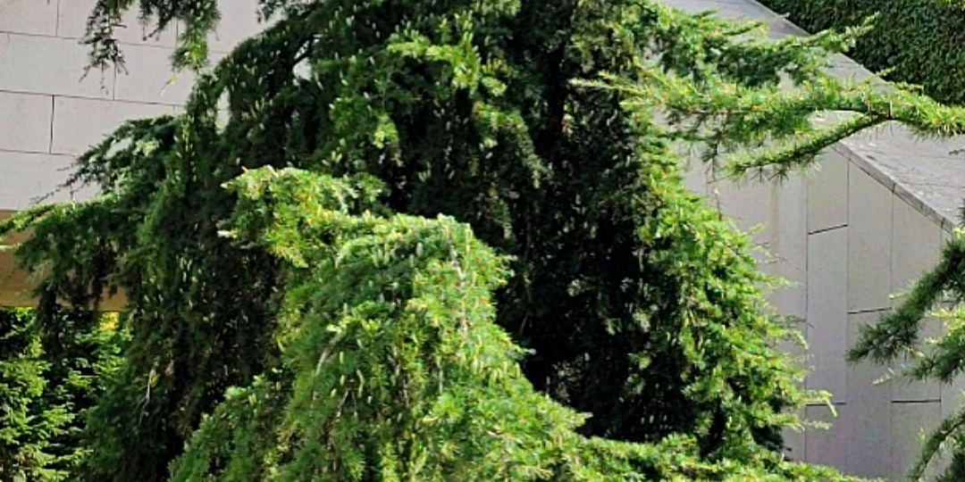 🌳Парк Галицкого/Плакучие кедры.