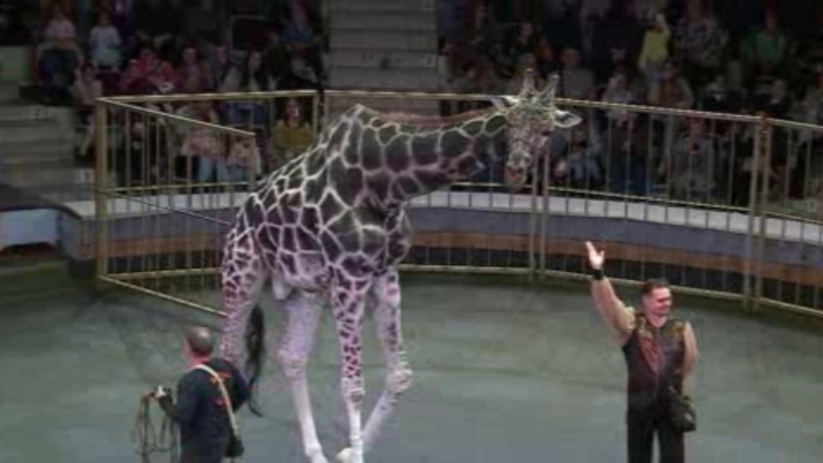     В Курском цирке уникальное «Жираф-шоу»