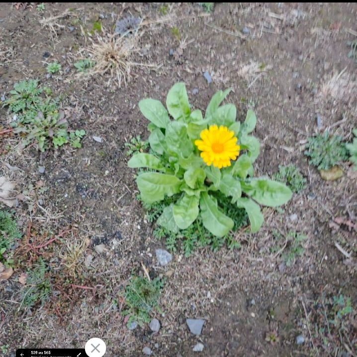 Белгородские цветы попутали осень и зиму и цветут ...