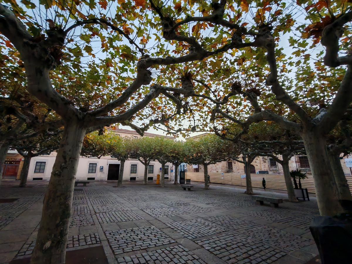 Площадь с платанами