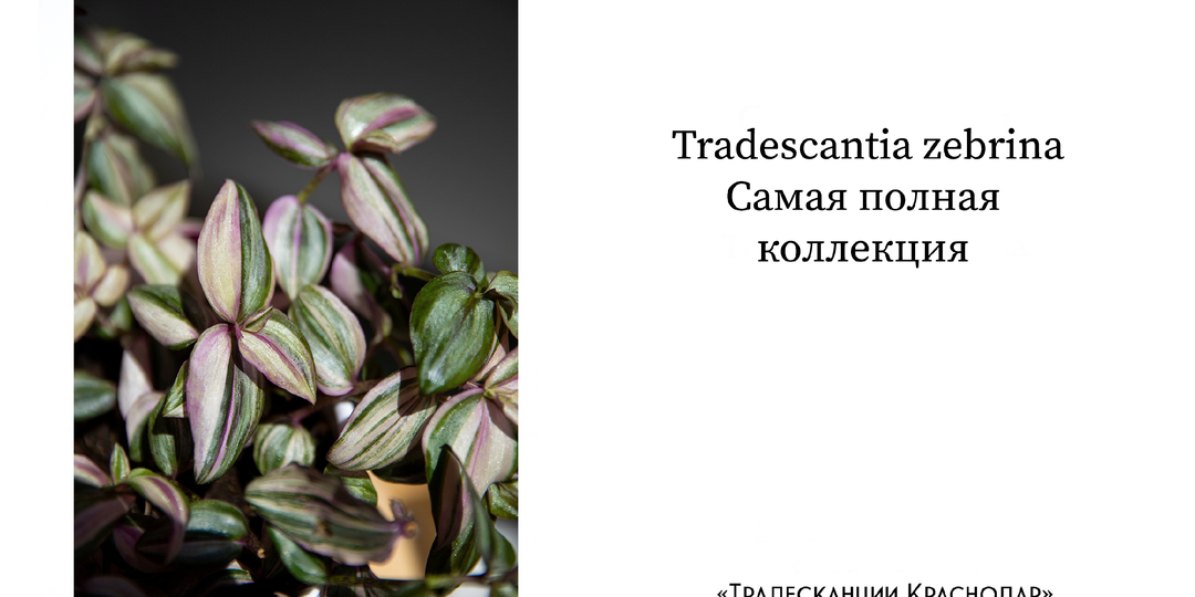 Я собрала полную коллекцию Tradescantia zebrina 🌿