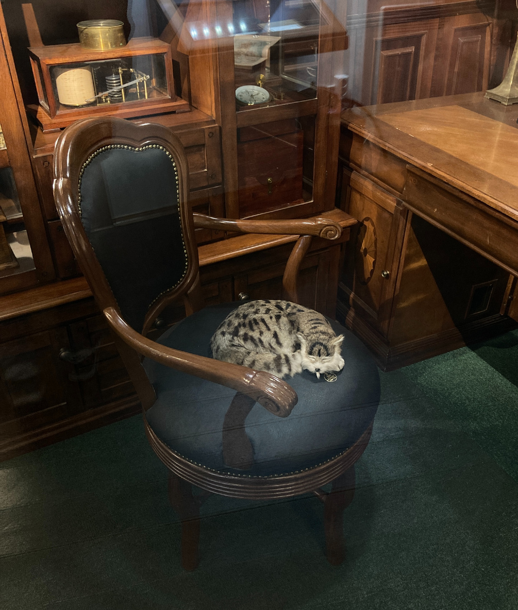 Пушистое украшение экспозиции музея. Но то самое пушистое животное из задания Детских дней в помещении напротив