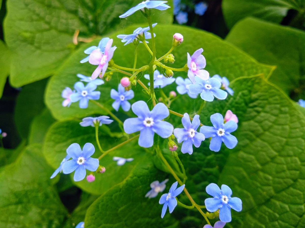 Бруннера крупнолистная. Фото автора