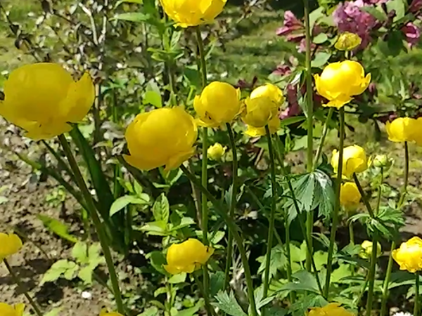 Купальница. Фото автора