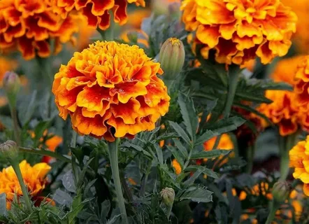 Бархатцы: невидимый враг в вашем огороде. 4 зоны, где они вредят