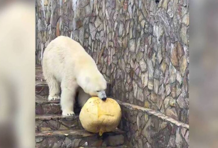 фото: t.me/lenzoopark