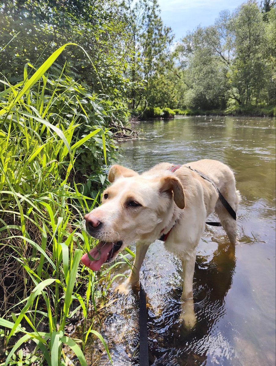 Все 33 удовольствия для Латики!