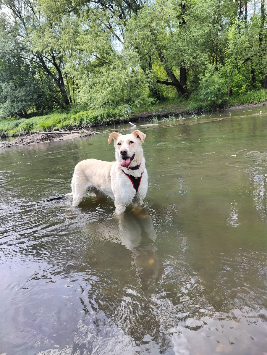 Как рыба в воде